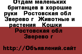 Отдам маленьких британцев в хорошие руки - Ростовская обл., Зверево г. Животные и растения » Кошки   . Ростовская обл.,Зверево г.